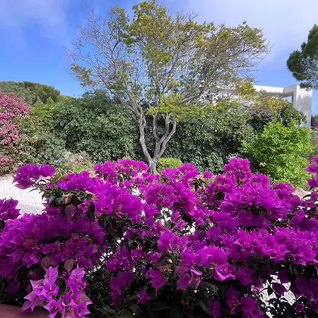 T3 Dans La Californie * Carqueiranne
